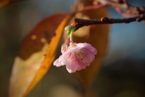 Crescita personale sostenibile. Benessere anche nelle crisi.